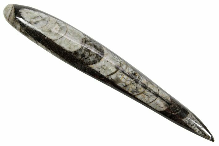 Polished Fossil Orthoceras (Cephalopod) - Morocco #363848